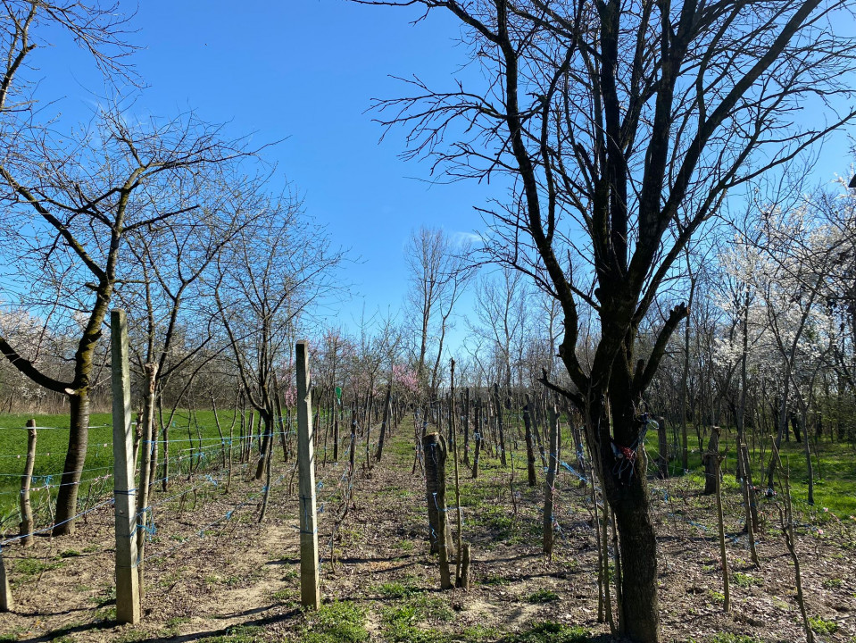 Teren 4975 mp situat in intravilanul satului Belciug, Draganesti-Prahova