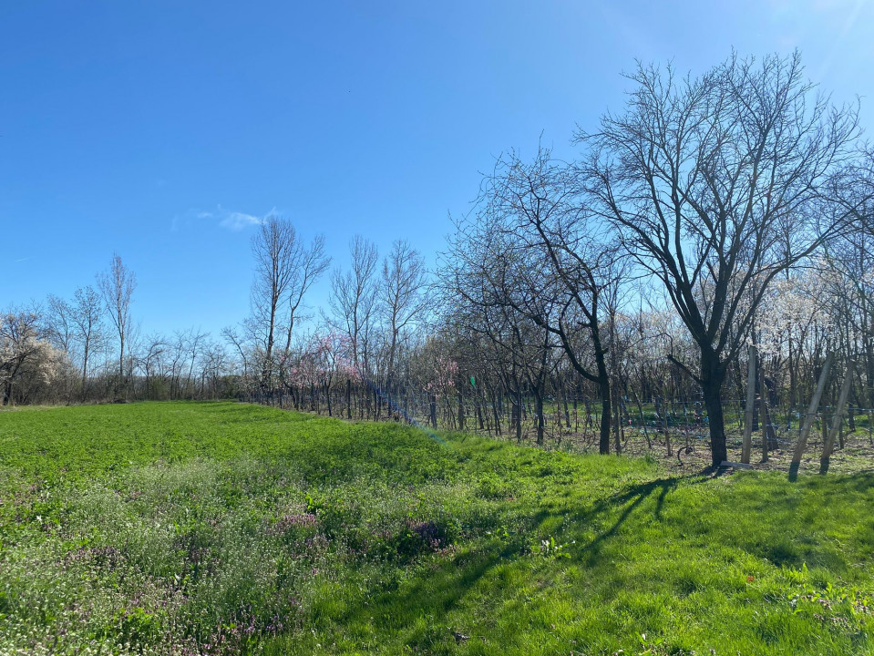 Teren 4975 mp situat in intravilanul satului Belciug, Draganesti-Prahova