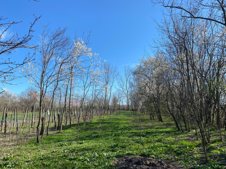 Teren 4975 mp situat in intravilanul satului Belciug, Draganesti-Prahova