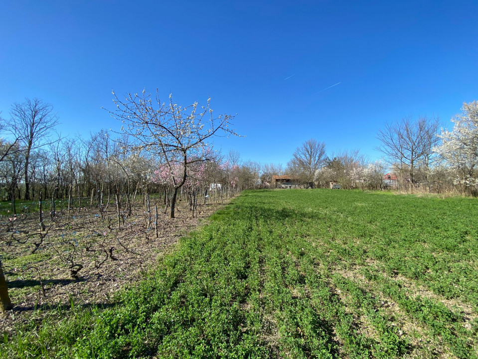 Teren 4975 mp situat in intravilanul satului Belciug, Draganesti-Prahova