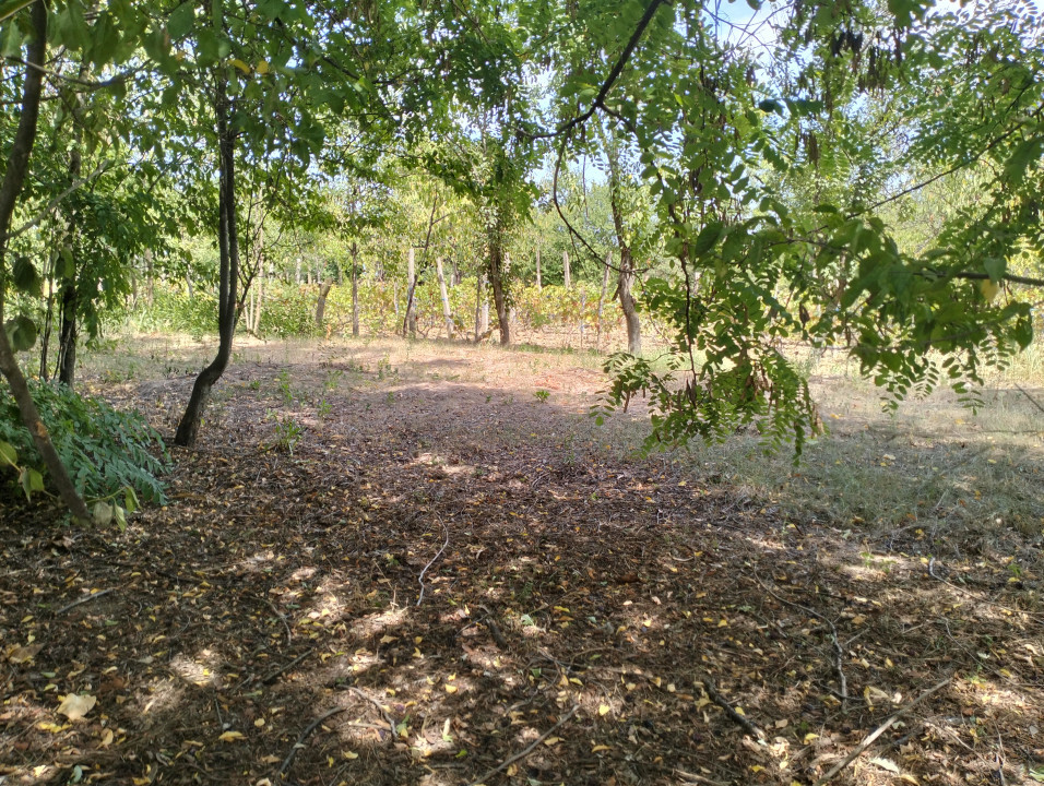 Teren 4975 mp situat in intravilanul satului Belciug, Draganesti-Prahova